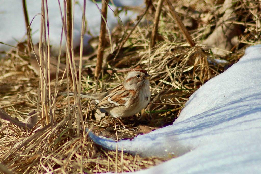 American Tree Sparrow by dobak is licensed under CC BY 2.0